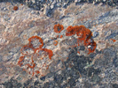 red lichen